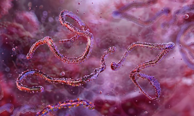 A szemek, a száj és a fülek vérzésével járó vírus pusztíthat Tanzániában