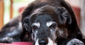 Sokkal gyorsabban öregszik meg a kutyája, ha ilyen az orra