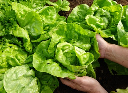 Miért érdemes fejes salátát enni? című cikk nyitóképe