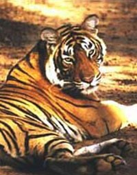 Csecsemők és tigrisek? Mi lehet azonos bennük?