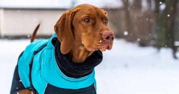  Hogyan tehetjük biztonságossá és komfortossá a telet a kint tartott kutyák számára? 