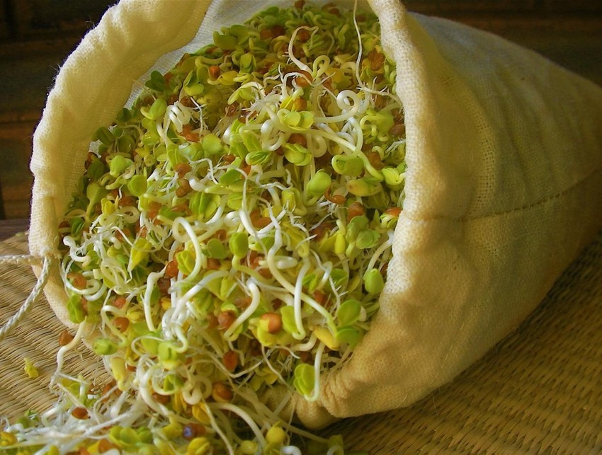 Egészségtipp: együnk csírát!