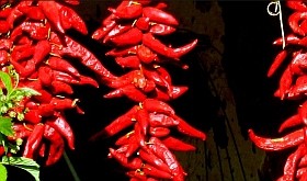 Köszönjük Szent-Györgyi Albert! A C-vitamin világnapja: szeptember 16.