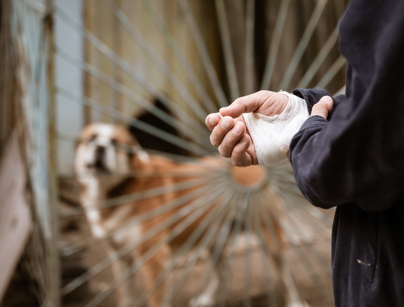 Veszettség tünet vizsgálat kezelés