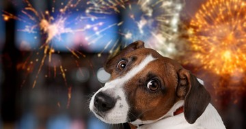  Hogyan nyugtassuk meg a kutyánkat, ha fél a tűzijátéktól? 