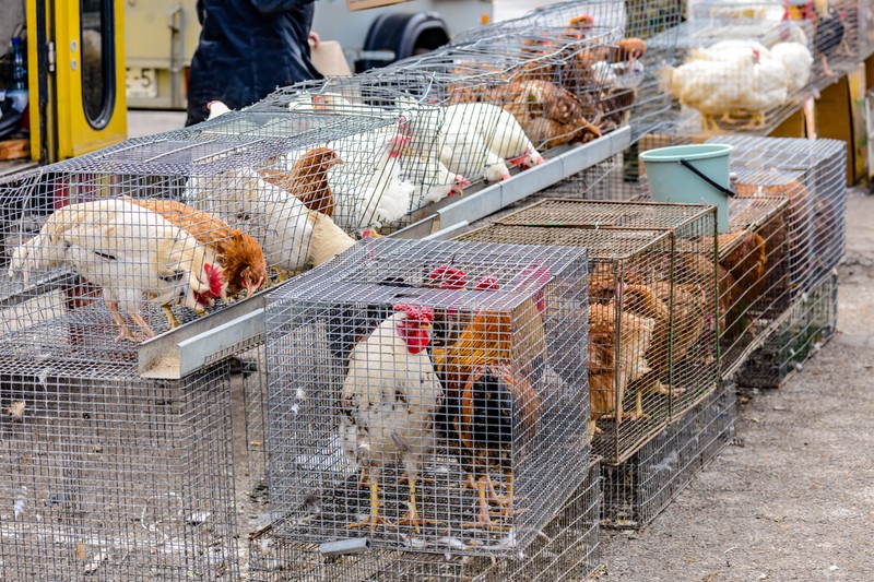 H3N8 madárinfluenza: a világon először fertőzött meg embert Kínában, ezek a tünetei