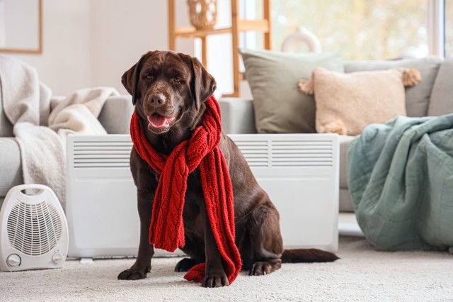 Jót tesz-e a kutyának, ha ruhát adunk rá télen? Tényleg szüksége van rá, vagy csak nekünk tetszik?