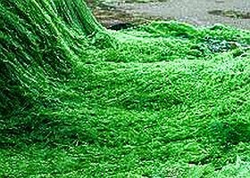 Hínárból készült fogkrém a fogszuvasodás ellen