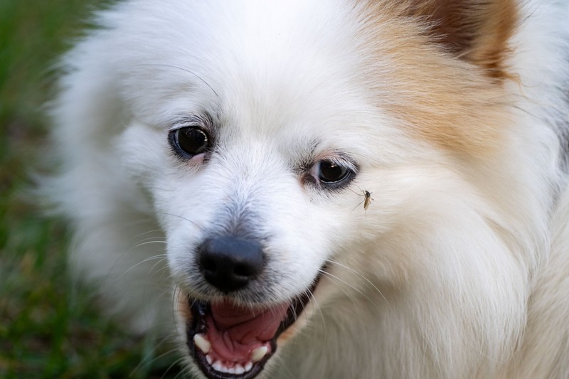 A kutyánk élete múlhat rajta! Így védekezzünk a szívférgesség ellen