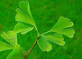 Veszélyes lehet: gyógyszerek és étrend-kiegészítők együttes alkalmazása