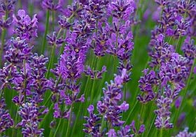 Pollen-hírek (ÁNTSZ)