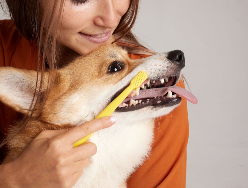 kutya fog ápolás fogmosás
