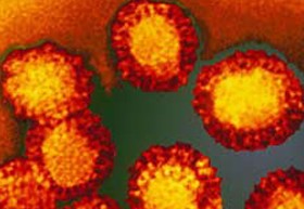 Vigyázat! Nyugat-nílusi vírus közeleg