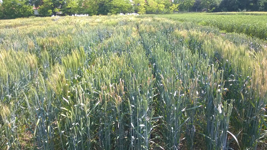 Kalászos kórtani tenyészkert