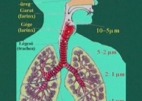 Magas vérnyomás: kis- vagy nagyvérköri betegség is lehet!