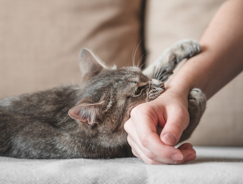 macskakarmolás, seb, tetanusz, oltás