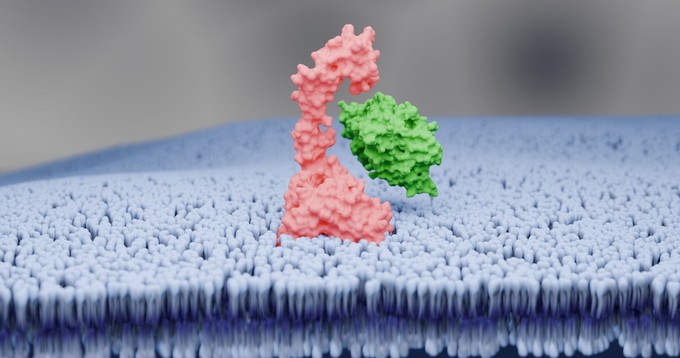 Magas koleszterin: ezek a legfontosabbak, amit a PCSK9-gátlók alkalmazásáról tudni érdemes a szakgyógyszerész szerint című cikk nyitóképe
