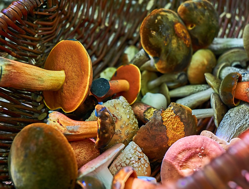 mérges gomba toxinok májátültetés