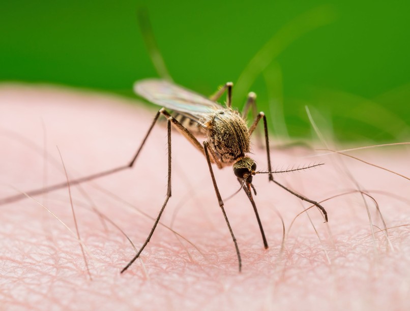 hírek szúnyogirtás hol Budapest