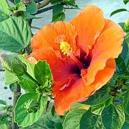 Mit tudtak az ókori görögök a gyógyszerekről?