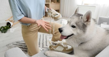 Szétrágott cipők, megcsócsált kanapé? Így szoktassa le kutyáját a rombolásról