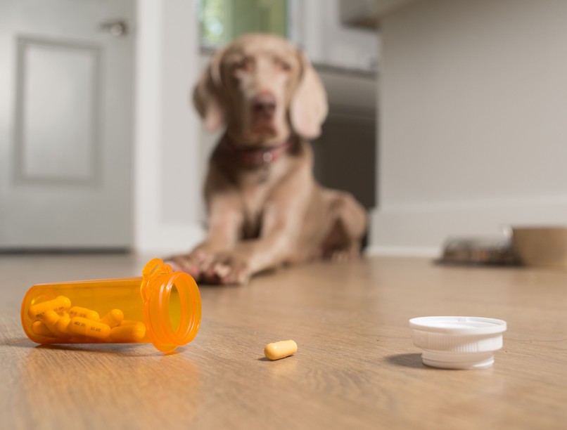 kutya macska gyógyszermérgezés kisállatok egészsége