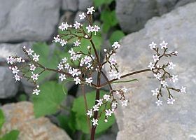 Alvásproblémák esetére: macskagyökér