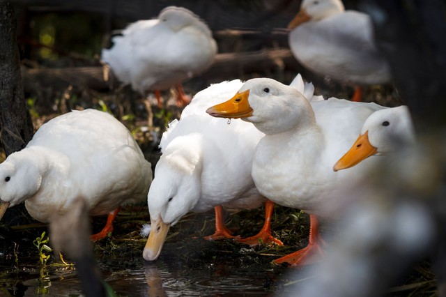 Nébih: két újabb vármegyében jelent meg a madárinfluenza