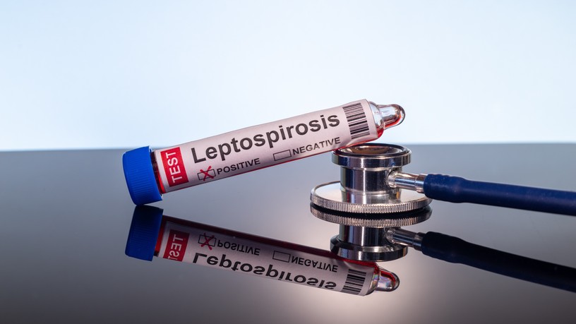 Leptospirózis oka tünet kezelés