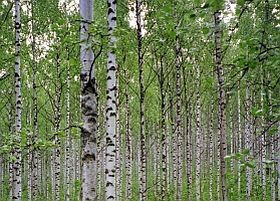 Milyen az aktuális pollenhelyzet?