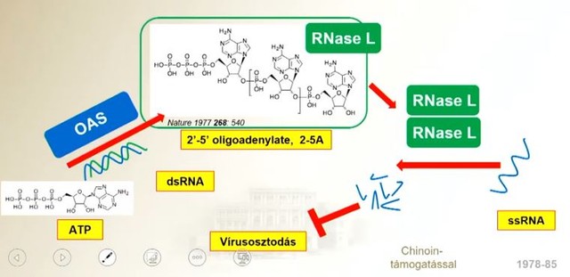 Vakcinafejlesztés a Covid-19-sztori: így született meg az mRNS