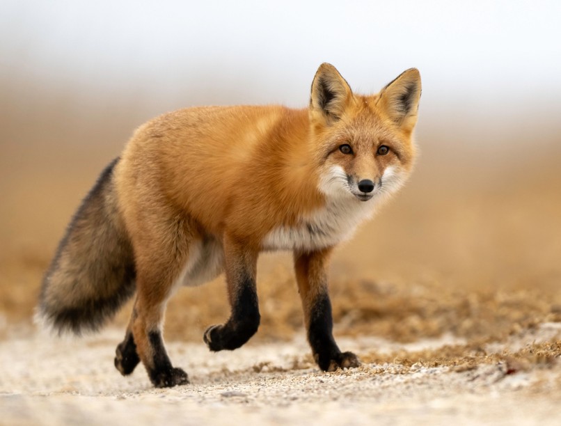 tavaszi róka veszettség elleni vakcina oltás nébih