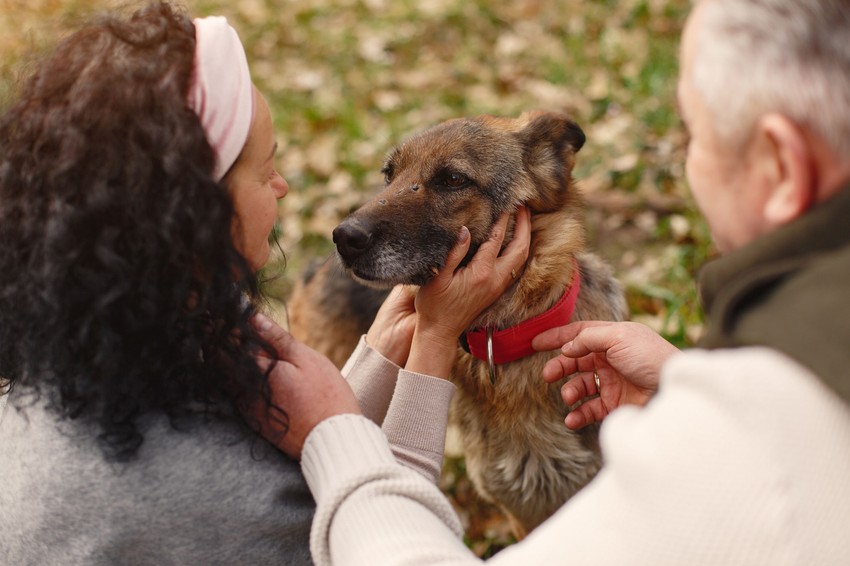 A kutyák, macskák, vadon élő ragadozók és az emberek is veszélyben vannak.