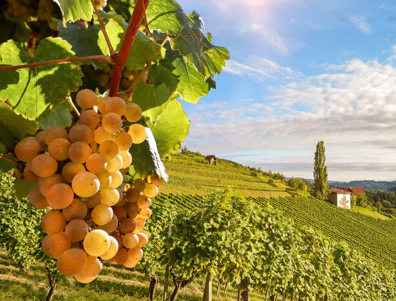 szőlő, cukorbetegség, fogyás, elhízás, vesebetegség, vastagbélgyulladás