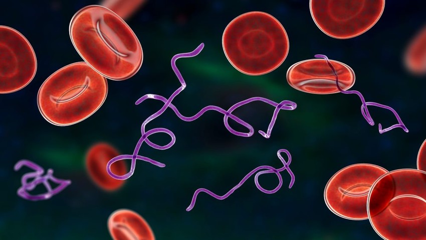 Az eddig csak veszélyes betegségek terjesztőiként ismert kullancsok brazil kutatók szerint hasznosnak bizonyulhatnak a rák gyógyításában.