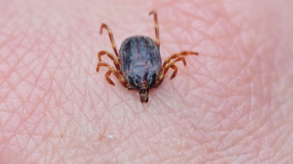 Mi vonzza a kullancsokat? Ezt állítja egy friss kutatás című cikk nyitóképe