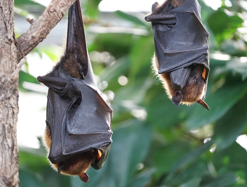 Nipah-vírus denevérvírus rendkívüli intézkedéseket vezettek be