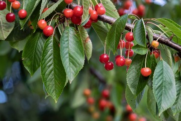 Az éretlen gyümölcs fogyasztása okozhat bajt? Az orvos válaszol