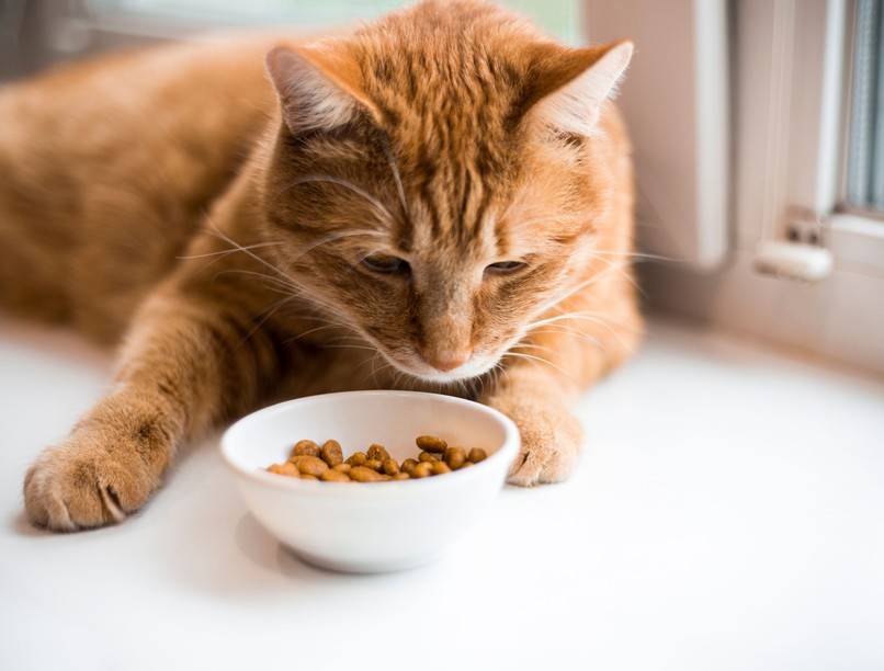 Veszélyes macskaeledelek összetevők tápanyag