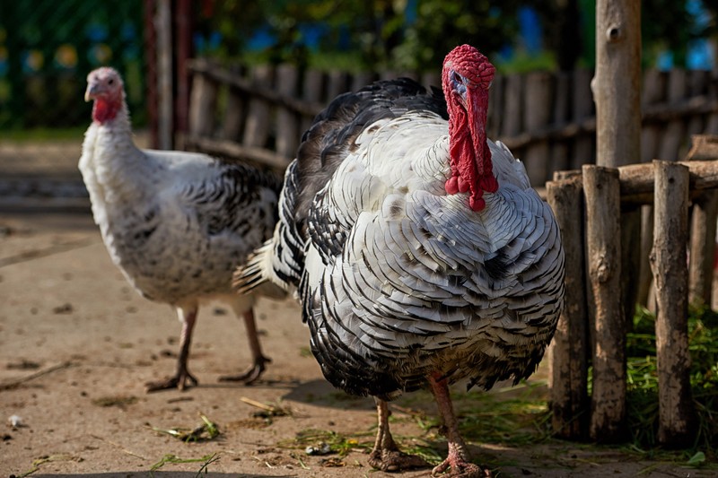 Békés vármegyében is megjelent a madárinfluenza