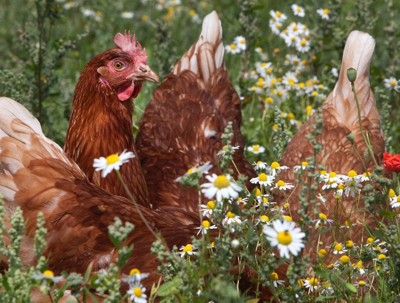 orvos válaszol tyúk rák