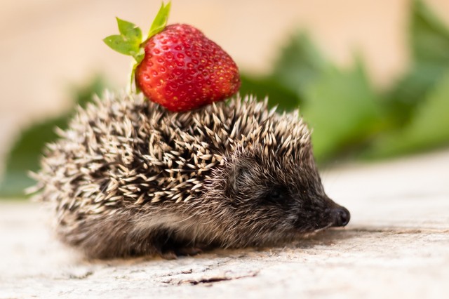 Laktózérzékeny hasznos tűpárnák a kertben - így etesse helyesen a sünöket