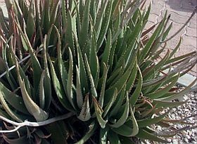 Gyógynövények: az aloe vera