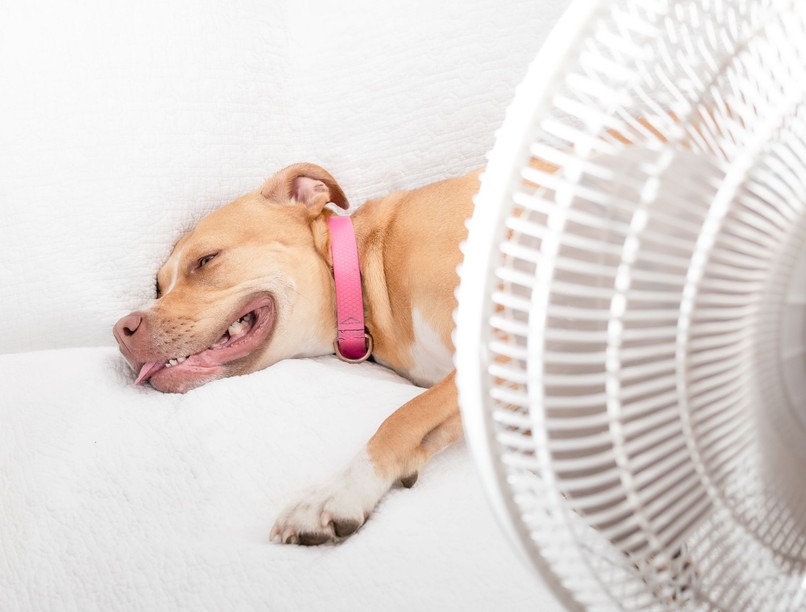 kutya lehűt nyáron kánikula