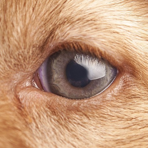 Meddig emlékezik ránk a kutyánk? Szívmelengető a tudósok válasza: sem a demencia, sem a halál nem fog ki a kötődésükön! című cikk nyitóképe