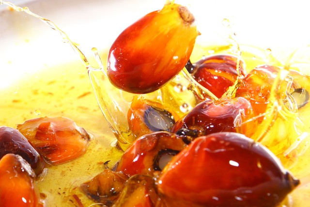 A pálmaolaj termelése a kihalás szélére sodorta az orangutánokat