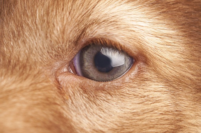 Meddig emlékezik ránk a kutyánk? Szívmelengető a tudósok válasza: sem a demencia, sem a halál nem fog ki a kötődésükön! című cikk nyitóképe