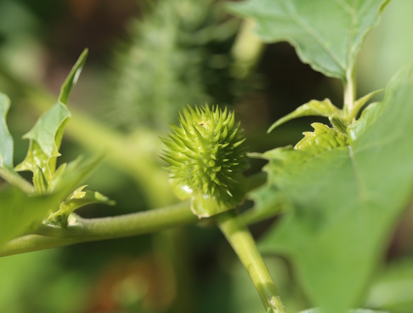 csattanó maszlag, mérgezés, tünetei, láz