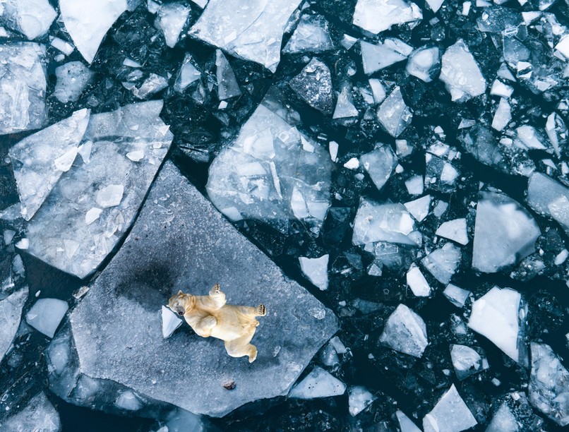 világjárvány, madárinfluenza, H5N1, tudós, figyelmeztetés, járványhelyzet