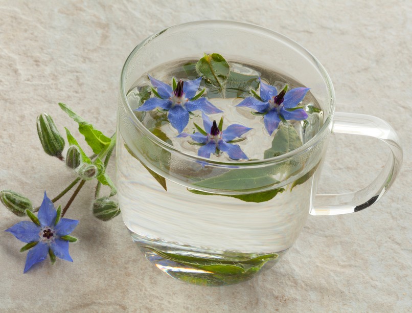 orvosi tüdőfű, vírus, tüdőgyulladás, gyógynövény